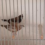 Japanse Meeuwtjes, Meerdere dieren