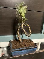 Pinus Pinea Silver Crest in bonsai pot, Tuin en Terras, Ophalen of Verzenden, Bloeit niet, Overige soorten, Minder dan 100 cm