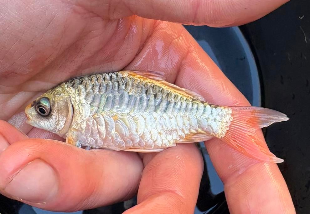 Karashigoi ghost koi !!! (Volschub), Karper of Koi