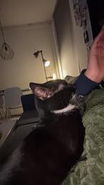 Kitten/ jonge kat gezocht als vriendje voor Zara (7 maanden), Dieren en Toebehoren, Poes