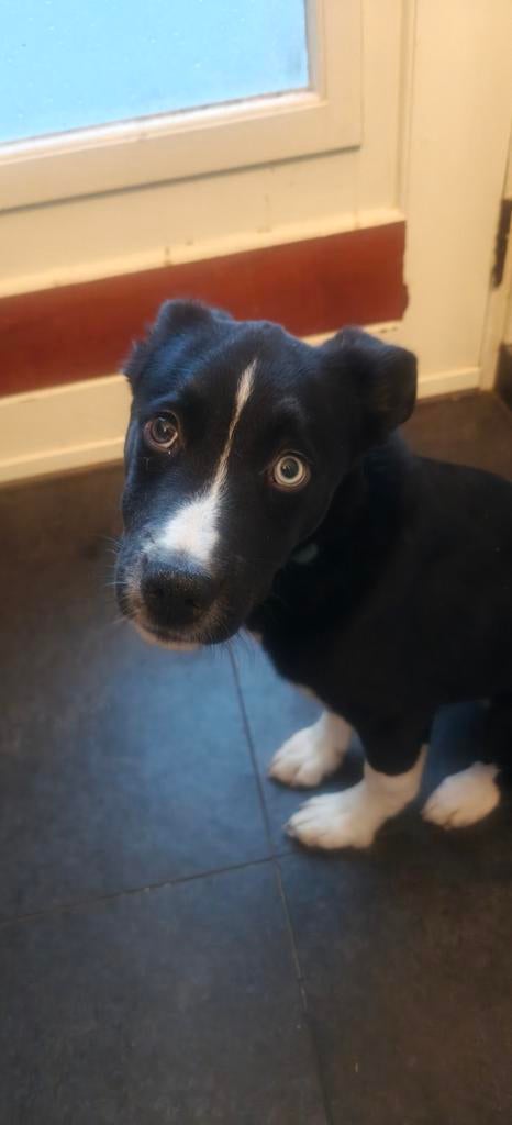 Lieve pup geboren 21-11-2025 te koop, 15 weken tot 1 jaar, Reu, CDV (hondenziekte), Eén hond
