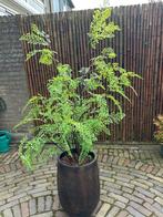 Kamerplant van zijde, Ophalen, Overige soorten, Halfschaduw, 100 tot 150 cm