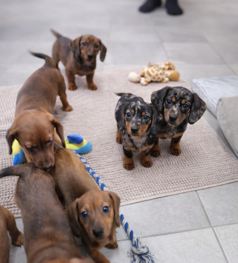 Leuke teckel kruising pups, Dieren en Toebehoren, Honden | Teckels en Dashonden, Parvo, Nederland, 8 tot 15 weken, Dwerg