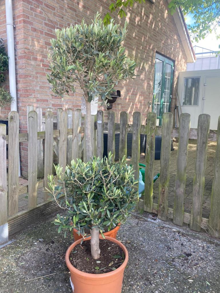 Compacte olijfboom of langere olijfboom stunt nu €40.-, Bloeit niet, 100 tot 250 cm, Olijfboom, Ophalen