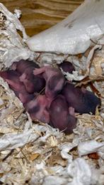 Jonge Syrische hamster / goudhamsters te koop., Dieren en Toebehoren, Knaagdieren, Hamster, Maart, Meerdere dieren, Tam