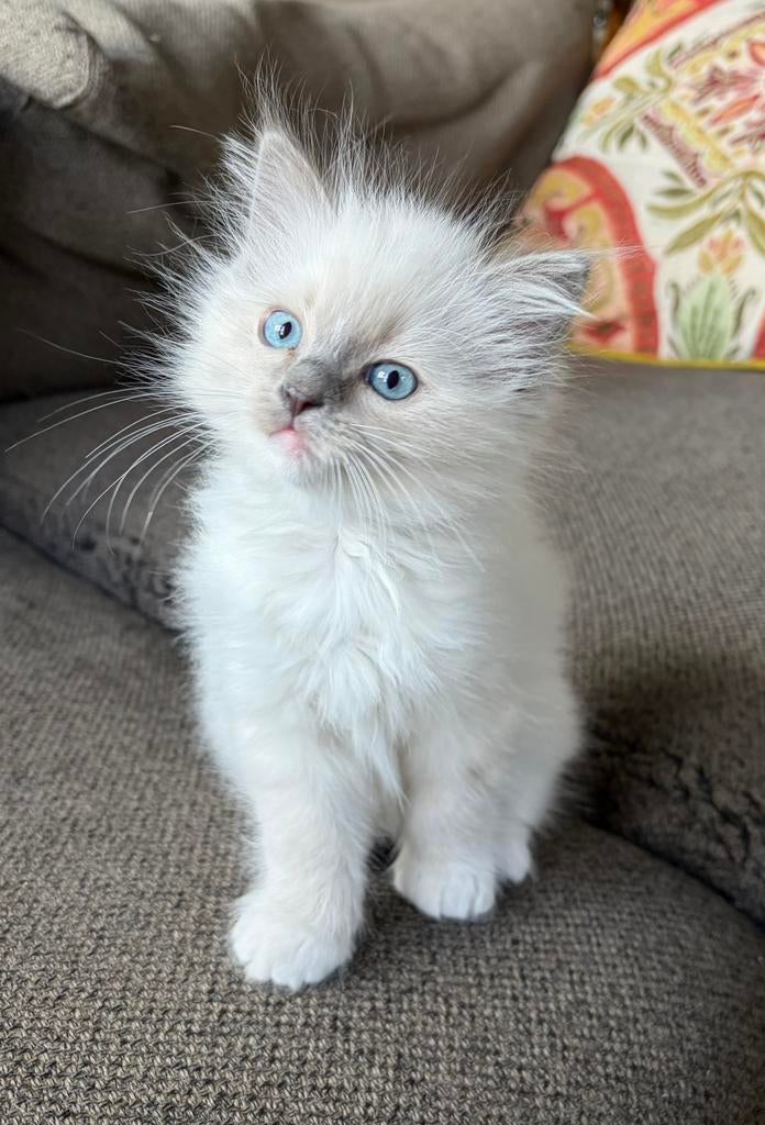 Blue Point Mitted Ragdoll kitten, Dieren en Toebehoren, Katten en Kittens | Raskatten | Langhaar, Poes
