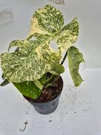 Monstera Starlight - Zeldzame kamerplant, Ophalen of Verzenden, Halfschaduw, Minder dan 100 cm