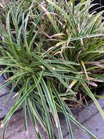 Siergras, Carex, stekken, gratis af te halen, Tuin en Terras, Ophalen, Vaste plant, Siergrassen, Halfschaduw
