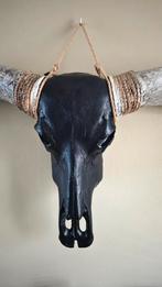 Mooie Longhorn / Buffel schedel met zwarte kop, Ophalen, Gebruikt