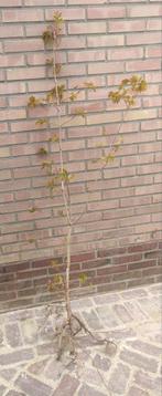 Esdoorn, Ophalen, Bloeit niet, Overige soorten, Minder dan 100 cm