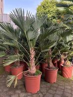 Trachycarpus wagnerianus Stamhoogte 30cm winterharde palm, Tuin en Terras, Planten | Bomen, Ophalen, Lente, Palmboom, 100 tot 250 cm