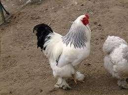 Brahma haan., Dieren en Toebehoren, Pluimvee, Mannelijk, Kip