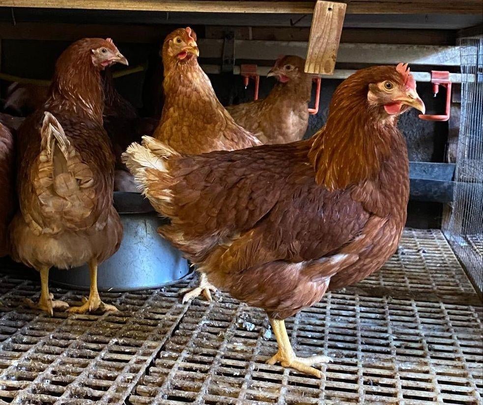 Mooie jonge legkippen leghennen te koop tegen de leg, Vrouwelijk, Kip