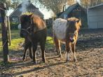 Appaloosa pony’s, Dieren en Toebehoren, Pony's, Gechipt, Niet van toepassing, 0 tot 2 jaar, Hengst