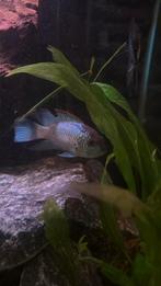 Aquariumvissen, 0 tot 2 jaar