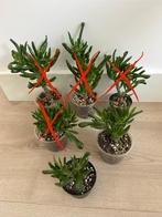 Crassula Ovata Gollum Propagations, Huis en Inrichting, Ophalen of Verzenden, Vetplant, Halfschaduw, Minder dan 100 cm