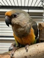 VERWACHT | Jonge Baby Roodbuik papegaai | Handtam | Getest, Dieren en Toebehoren, Vogels | Parkieten en Papegaaien, Meerdere dieren