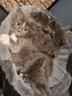 Kittens, kruising ragdoll/mainecoon, ragcoon, grijs & wit ❤, Dieren en Toebehoren, Meerdere dieren, Ontwormd, 0 tot 2 jaar