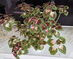 Kleurrijke Coleus (Siernetel) Kamerplant, Ophalen, Overige soorten, Halfschaduw, In pot