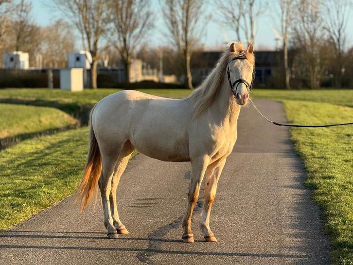 Drie toppony's te koop, Dieren en Toebehoren, Paarden, Merrie, B, 3 tot 6 jaar