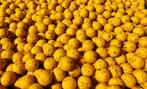 Banaan Hennep Boilie, Riverlandbaits freezer & ready boilies, Ophalen of Verzenden, Nieuw, Overige typen
