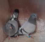 Jonge postduiven, Dieren en Toebehoren, Meerdere dieren, Postduif