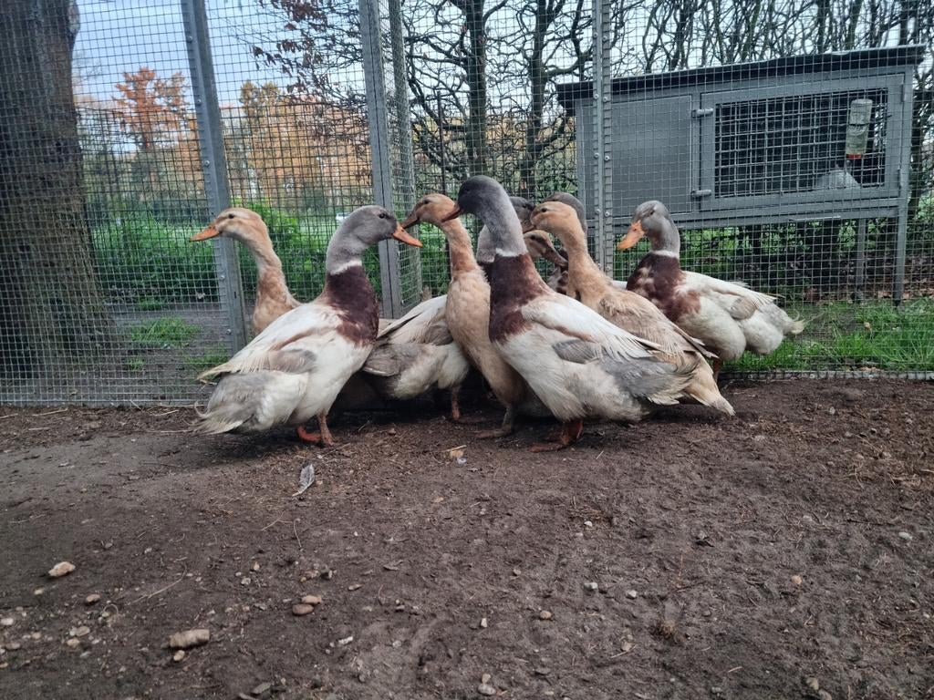 Unieke kans!Volledige fokgroep Sakseneenden Saksische eenden, Dieren en Toebehoren, Pluimvee, Meerdere dieren, Eend