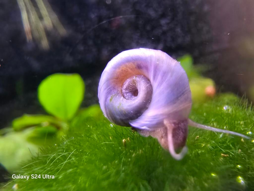 Planorbella - Posthorn Slaken - Locatie Munsterbilzen BE, Dieren en Toebehoren, Slak of Weekdier, Zoetwatervis, Schoolvis