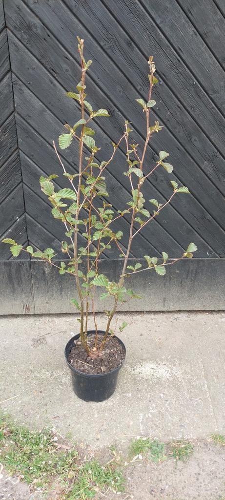 Hazelaar struik in pot, ongeveer 100cm hoog, Ophalen
