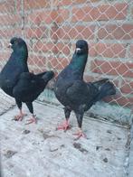 Duitse modena, Dieren en Toebehoren, Vogels | Duiven, Meerdere dieren, Overige soorten