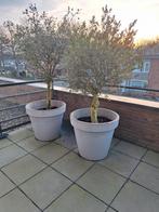 Olijfbomen vier, Lente, 100 tot 250 cm, Olijfboom, Ophalen