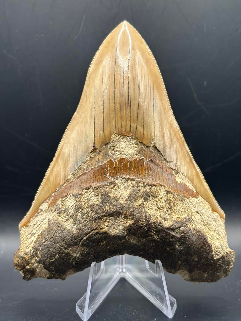 Megalodon haaientand fossiel Indonesië, Verzamelen, Ophalen of Verzenden, Fossiel