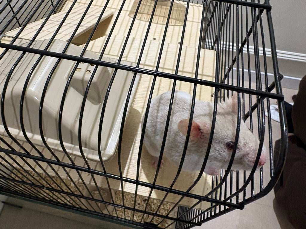 Goudhamster + complete set te koop, Hamster, Maart, Vrouwelijk, Tam