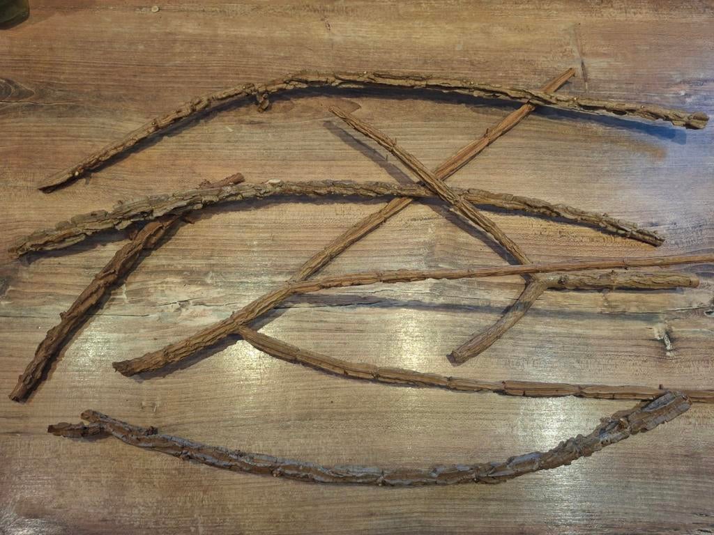 Kurktakken, Dieren en Toebehoren, Insecten en Spinnen