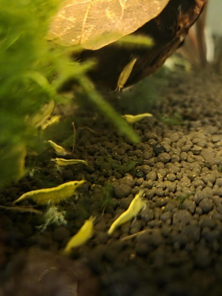 Citroengarnalen, Dieren en Toebehoren, Kreeft, Krab of Garnaal, Zoetwatervis, Schoolvis