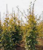 Beukenhagen, Ophalen of Verzenden, Beukenhaag, 100 tot 250 cm