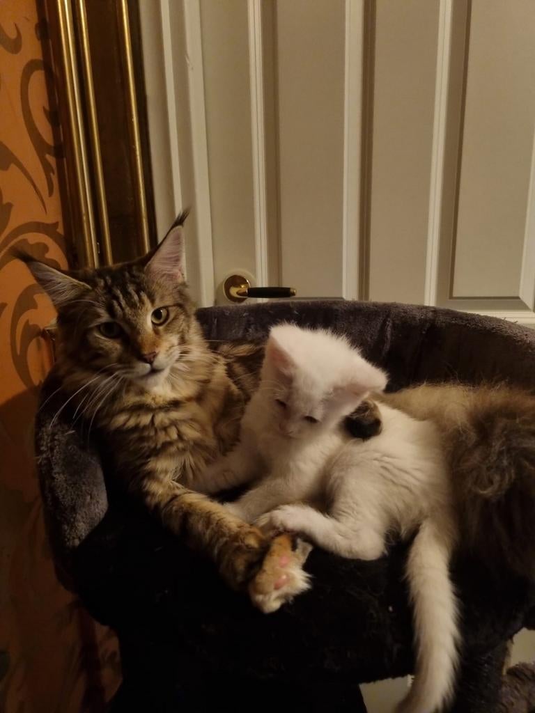 Ontrouwe Maine Coon die was ontsnapt️, Dieren en Toebehoren, Katten en Kittens | Raskatten | Langhaar, Poes