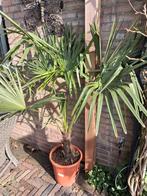 Trachycarpus fortunai, Ophalen, Bloeit niet, Overige soorten, Volle zon