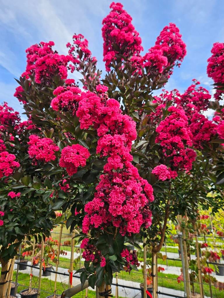 Lagerstroemia Double Dynamite / nieuw ‼️‼️ / 140cm stam, Tuin en Terras, 250 tot 400 cm, Zomer, Ophalen, Volle zon