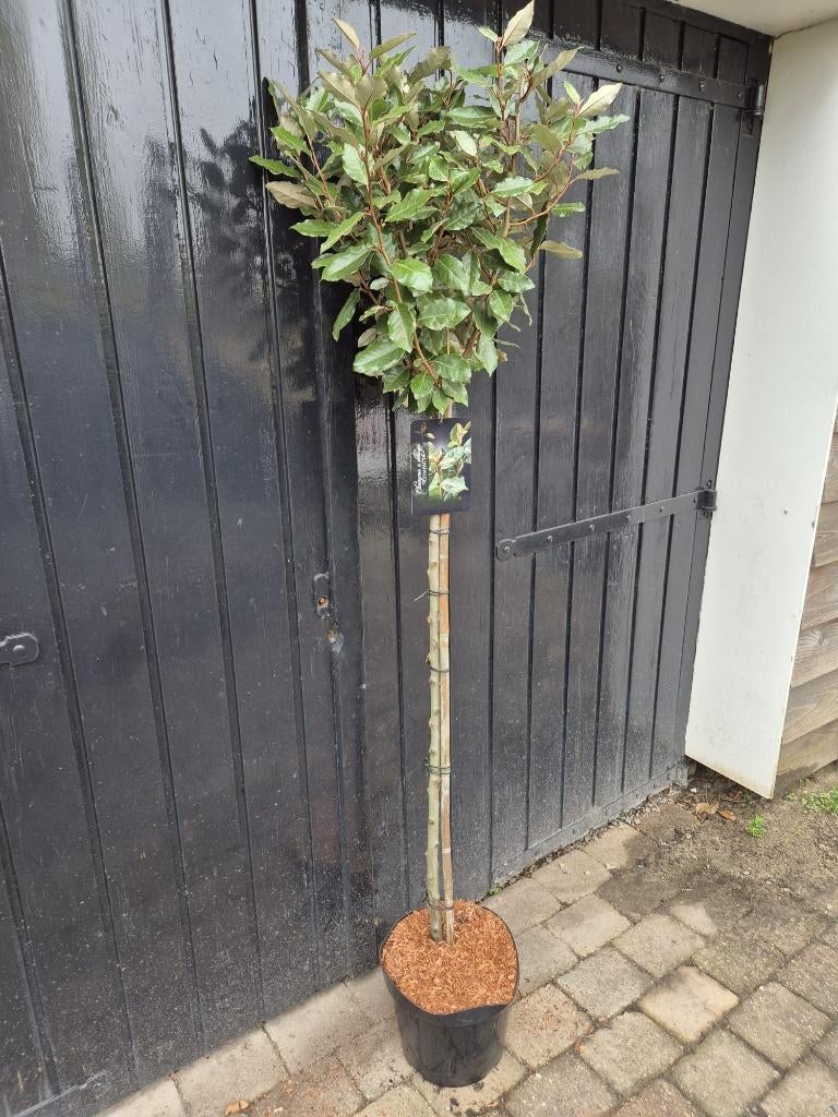 Olijfwilg op stam groenblijvend in diverse maten, Herfst, Halfschaduw, Ophalen of Verzenden, 100 tot 250 cm