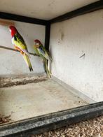 Rosella’s, Meerdere dieren, Parkiet, Geringd