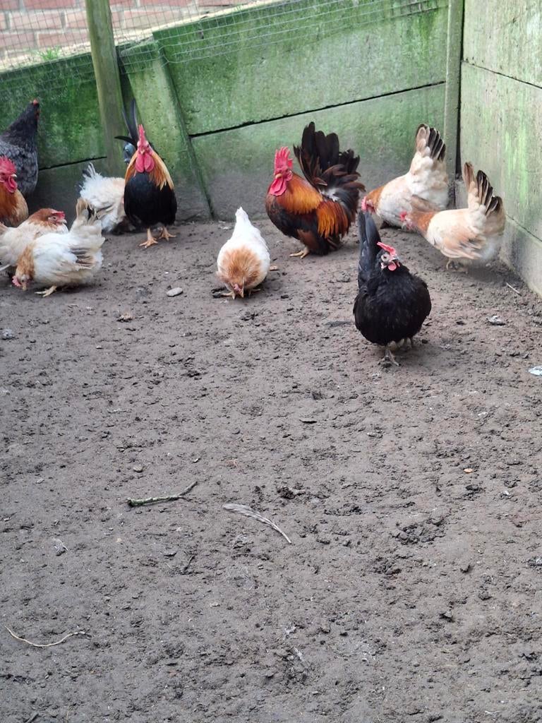 Kippen, Dieren en Toebehoren, Pluimvee, Meerdere dieren, Kip