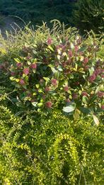 Japanse Skimmia japonica, Ophalen, Overige soorten, Minder dan 100 cm