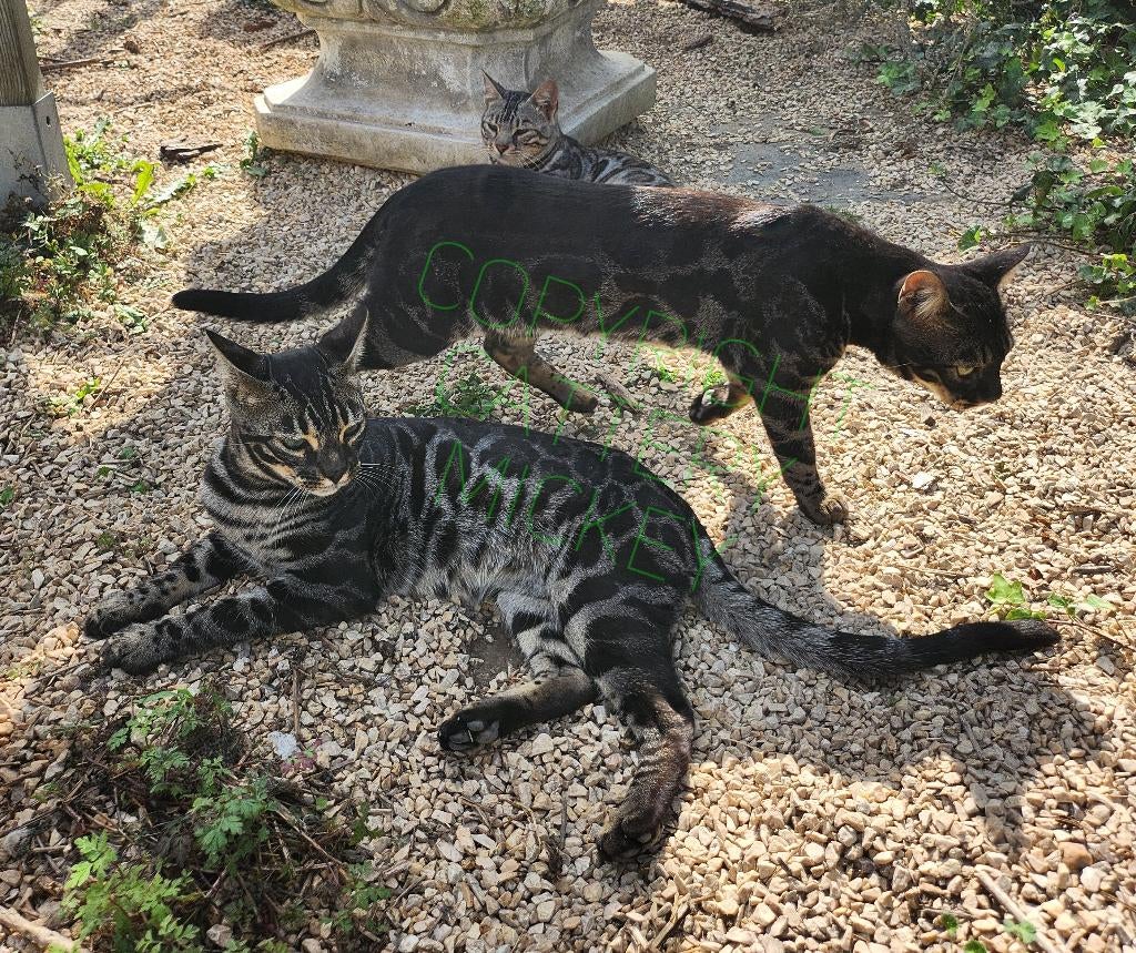 Dekkaters SBT Bengaal met stamboom, Kater, Met stamboom, 0 tot 2 jaar