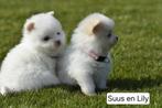5 Witte Pomeriaan pups, België, Particulier, Keeshond, 8 tot 15 weken