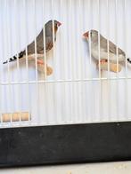 Mooi koppel grote zebravinken, Meerdere dieren