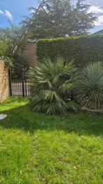 Palmboom ongeveer 170cm, Ophalen