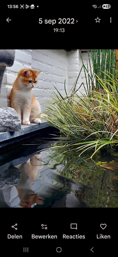 Prachtige Brits Korthaar poes (Black Golden Shell) – herplaa, Dieren en Toebehoren, 3 tot 5 jaar