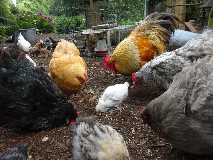 Broedeieren groot ras Orpington kleuren, Dieren en Toebehoren, Pluimvee, Kip, Geslacht onbekend