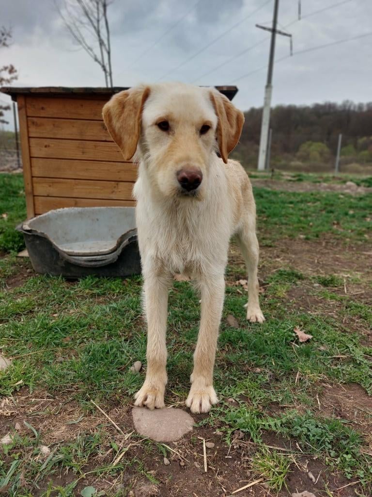 FINLEY, KNAPPE VRIENDELIJK SPEELS JONGE REU GROTE MIDDELMAAT, Particulier, 15 weken tot 1 jaar, Reu, Buitenland